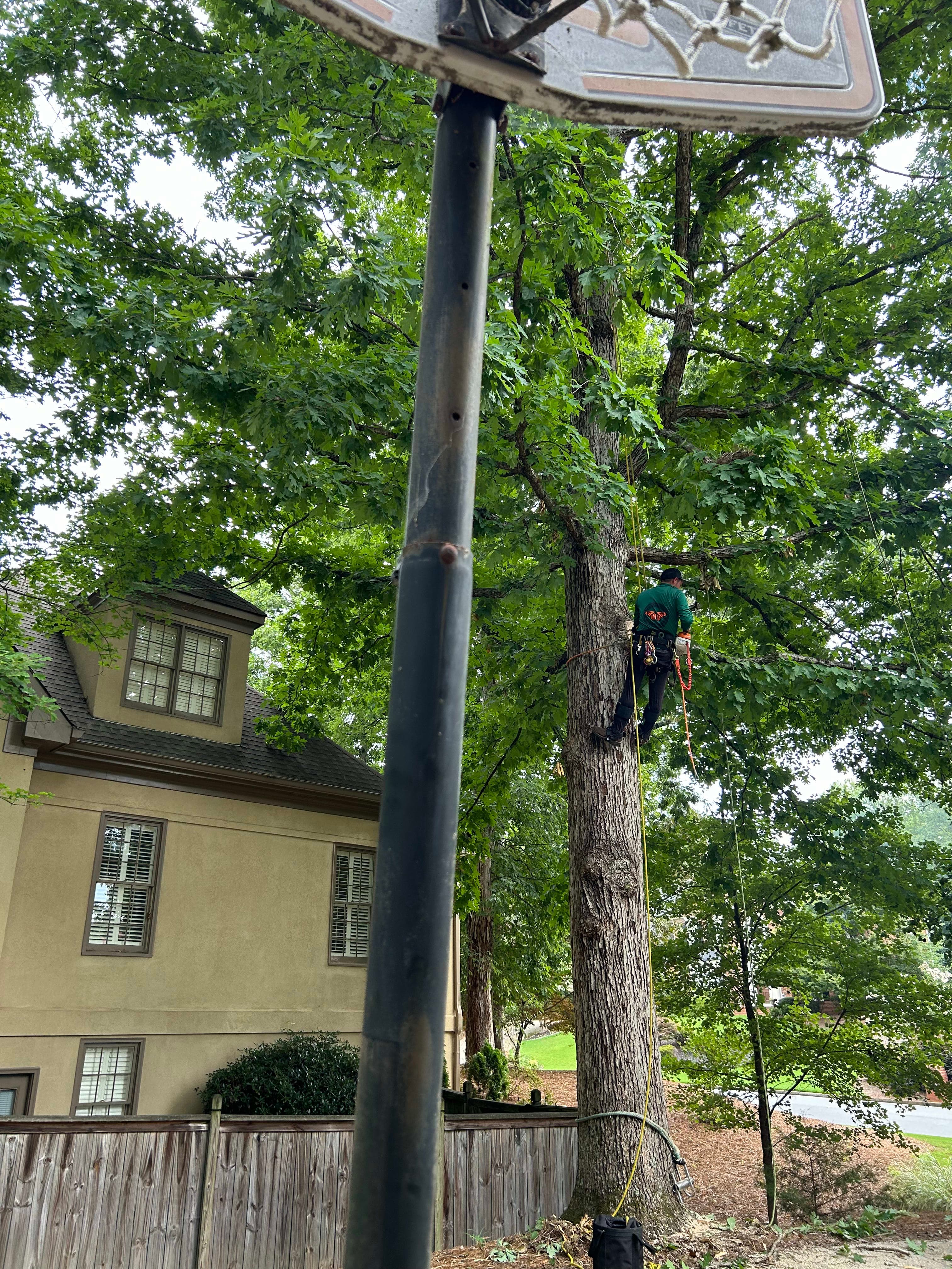 Professional tree pruning services in Atlanta and Roswell area